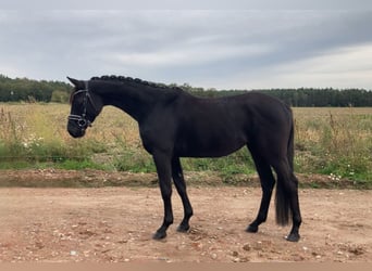 Caballo de deporte alemán, Yegua, 3 años, 160 cm, Negro