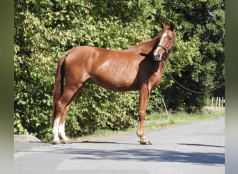 Caballo de deporte alemán, Yegua, 3 años, 161 cm, Alazán
