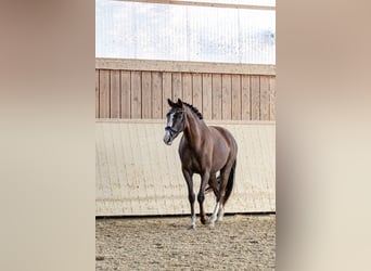 Caballo de deporte alemán, Yegua, 3 años, 161 cm, Alazán-tostado
