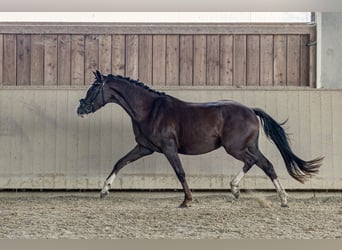 Caballo de deporte alemán, Yegua, 3 años, 161 cm, Alazán-tostado