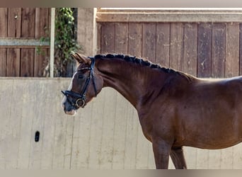 Caballo de deporte alemán, Yegua, 3 años, 161 cm, Alazán-tostado