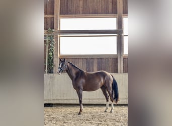 Caballo de deporte alemán, Yegua, 3 años, 161 cm, Alazán-tostado
