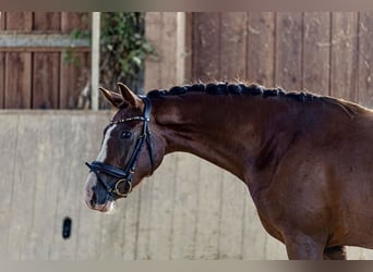 Caballo de deporte alemán, Yegua, 3 años, 161 cm, Alazán-tostado