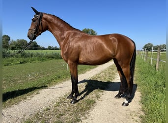 Caballo de deporte alemán, Yegua, 3 años, 161 cm, Castaño