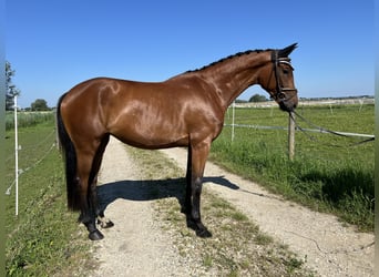 Caballo de deporte alemán, Yegua, 3 años, 161 cm, Castaño