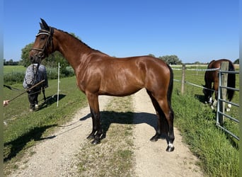 Caballo de deporte alemán, Yegua, 3 años, 161 cm, Castaño