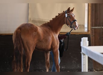 Caballo de deporte alemán, Yegua, 3 años, 162 cm, Alazán