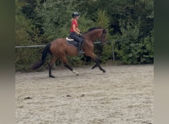 Caballo de deporte alemán, Yegua, 3 años, 162 cm, Castaño