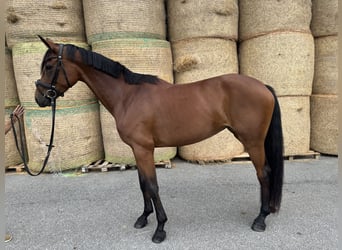 Caballo de deporte alemán, Yegua, 3 años, 162 cm, Castaño