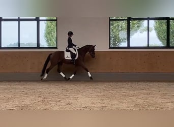 Caballo de deporte alemán, Yegua, 3 años, 162 cm, Castaño