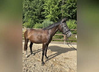 Caballo de deporte alemán, Yegua, 3 años, 162 cm, Musgo