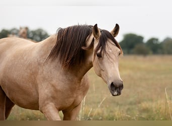 Caballo de deporte alemán, Yegua, 3 años, 163 cm, Buckskin/Bayo