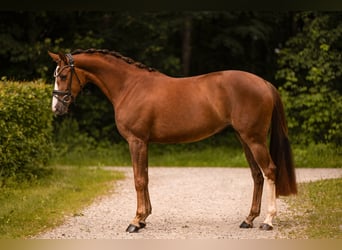 Caballo de deporte alemán, Yegua, 3 años, 163 cm