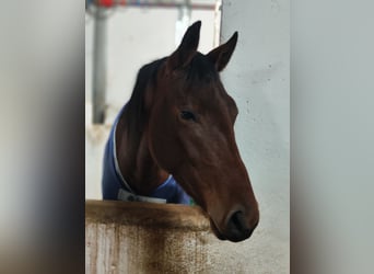 Caballo de deporte alemán, Yegua, 3 años, 163 cm, Castaño