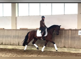 Caballo de deporte alemán, Yegua, 3 años, 163 cm, Castaño