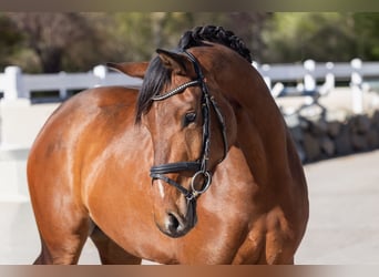 Caballo de deporte alemán, Yegua, 3 años, 163 cm, Castaño