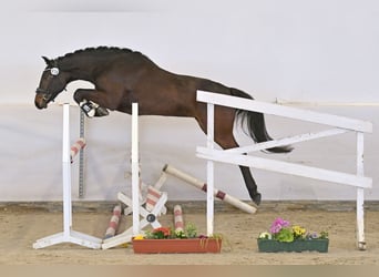 Caballo de deporte alemán, Yegua, 3 años, 163 cm, Castaño oscuro