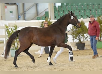Caballo de deporte alemán, Yegua, 3 años, 163 cm, Castaño oscuro