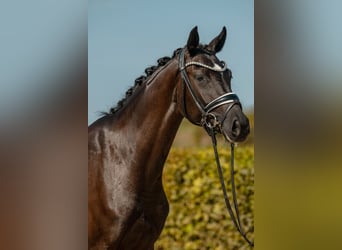 Caballo de deporte alemán, Yegua, 3 años, 163 cm, Negro
