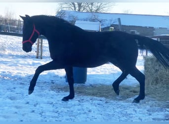 Caballo de deporte alemán, Yegua, 3 años, 163 cm, Negro