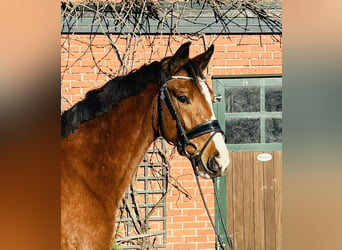 Caballo de deporte alemán, Yegua, 3 años, 164 cm, Castaño