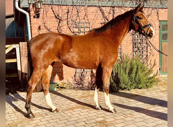 Caballo de deporte alemán, Yegua, 3 años, 164 cm, Castaño