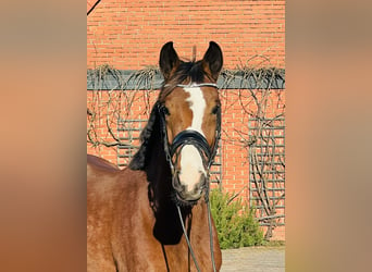 Caballo de deporte alemán, Yegua, 3 años, 164 cm, Castaño