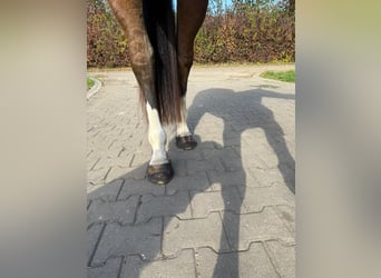 Caballo de deporte alemán, Yegua, 3 años, 164 cm, Castaño