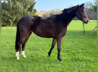 Caballo de deporte alemán, Yegua, 3 años, 164 cm, Castaño