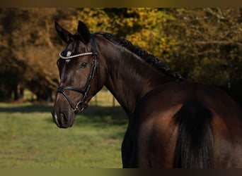 Caballo de deporte alemán, Yegua, 3 años, 164 cm, Negro