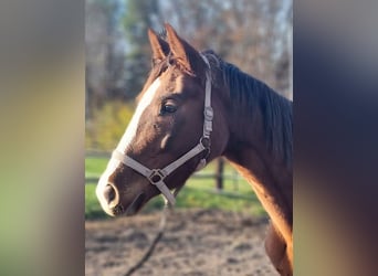 Caballo de deporte alemán, Yegua, 3 años, 165 cm, Alazán