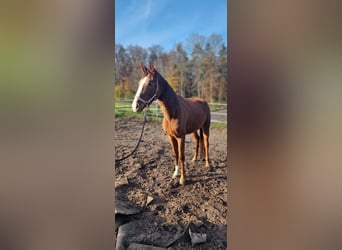 Caballo de deporte alemán, Yegua, 3 años, 165 cm, Alazán