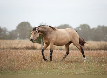 Caballo de deporte alemán, Yegua, 3 años, 165 cm, Buckskin/Bayo