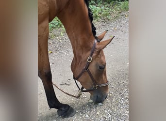 Caballo de deporte alemán, Yegua, 3 años, 165 cm, Castaño