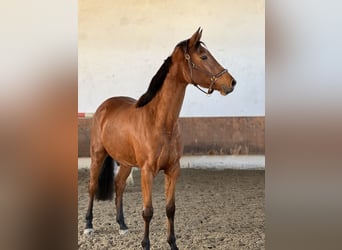 Caballo de deporte alemán, Yegua, 3 años, 165 cm, Castaño