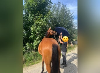 Caballo de deporte alemán, Yegua, 3 años, 165 cm, Castaño