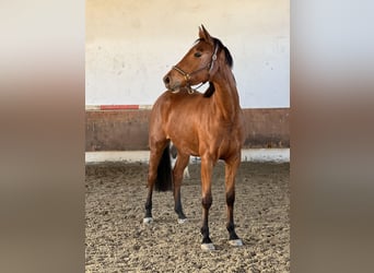 Caballo de deporte alemán, Yegua, 3 años, 165 cm, Castaño