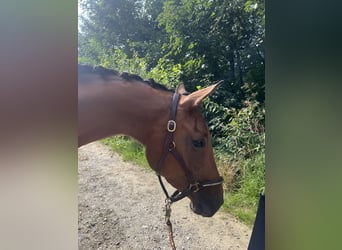 Caballo de deporte alemán, Yegua, 3 años, 165 cm, Castaño