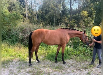 Caballo de deporte alemán, Yegua, 3 años, 165 cm, Castaño