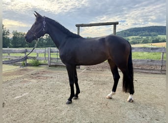 Caballo de deporte alemán, Yegua, 3 años, 165 cm, Castaño oscuro