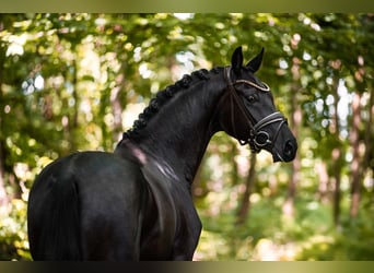Caballo de deporte alemán, Yegua, 3 años, 165 cm, Negro