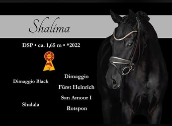 Caballo de deporte alemán, Yegua, 3 años, 165 cm, Negro
