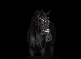 Caballo de deporte alemán, Yegua, 3 años, 165 cm, Negro