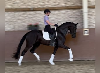 Caballo de deporte alemán, Yegua, 3 años, 165 cm, Negro