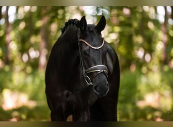Caballo de deporte alemán, Yegua, 3 años, 165 cm, Negro