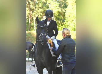 Caballo de deporte alemán, Yegua, 3 años, 165 cm, Negro