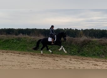 Caballo de deporte alemán, Yegua, 3 años, 165 cm, Negro