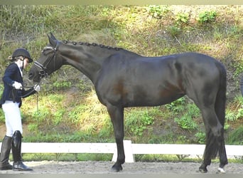 Caballo de deporte alemán, Yegua, 3 años, 165 cm, Negro