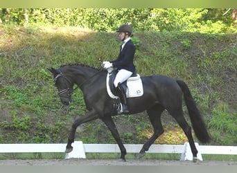 Caballo de deporte alemán, Yegua, 3 años, 165 cm, Negro