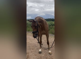 Caballo de deporte alemán, Yegua, 3 años, 166 cm, Alazán